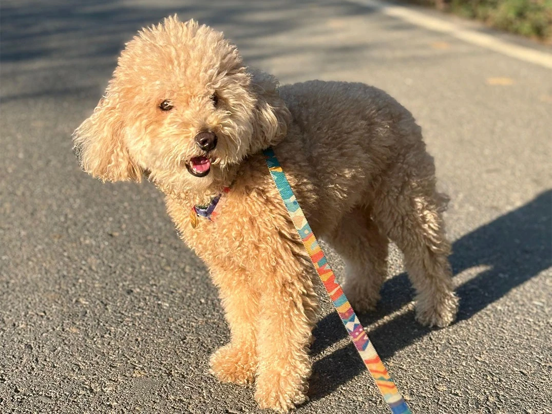 Pansiyonerlerimizden Poodle Şiva