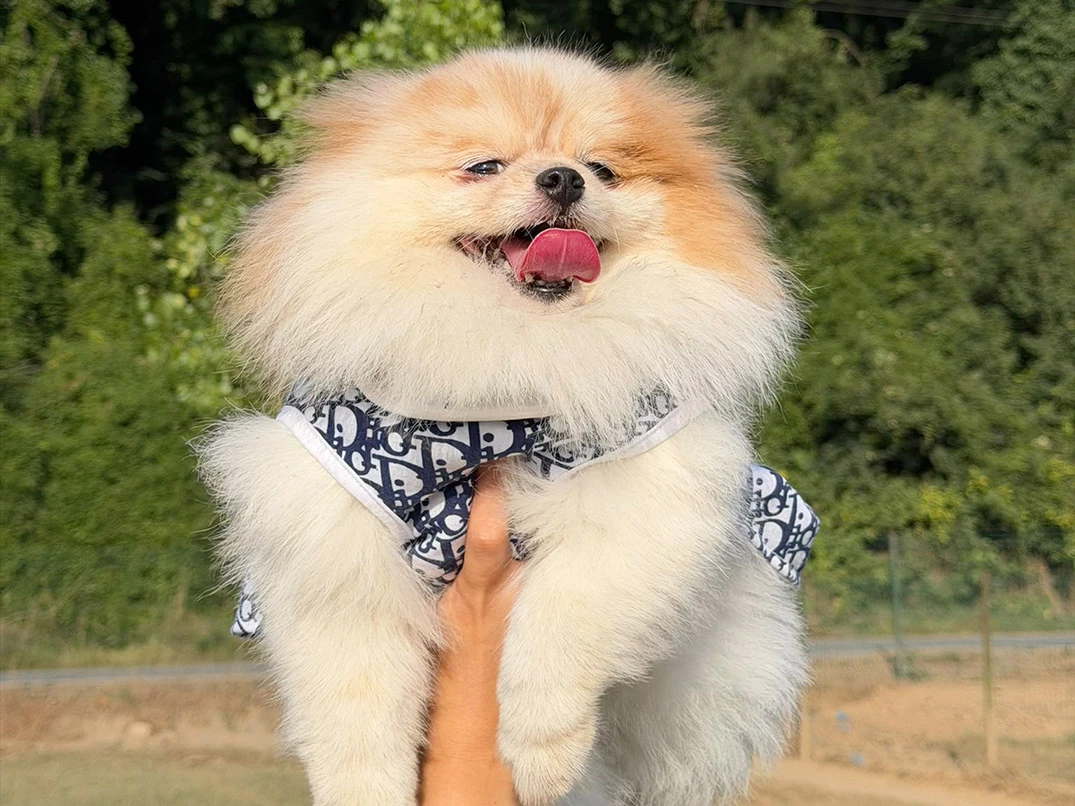 Pansiyonerlerimizden Pomeranian Sunny