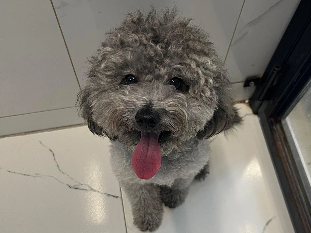 Pansiyonerlerimizden Poodle Lucky