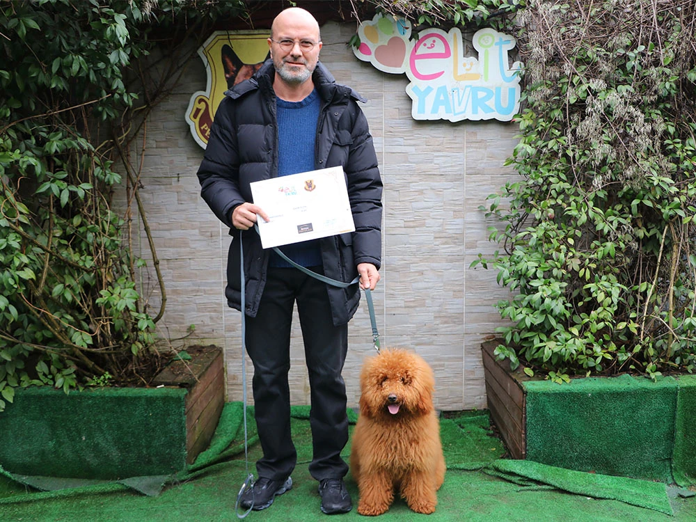 Labradoodle Dostumuz Alex, Elit Yavru Çiftliğimizde Temel İtaat Eğitimini Tamamladı