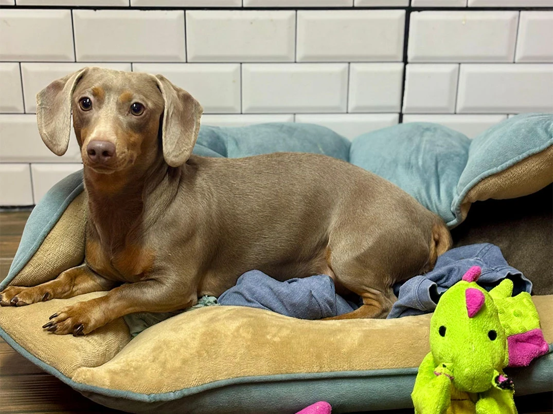 Pansiyonerlerimizden Louie