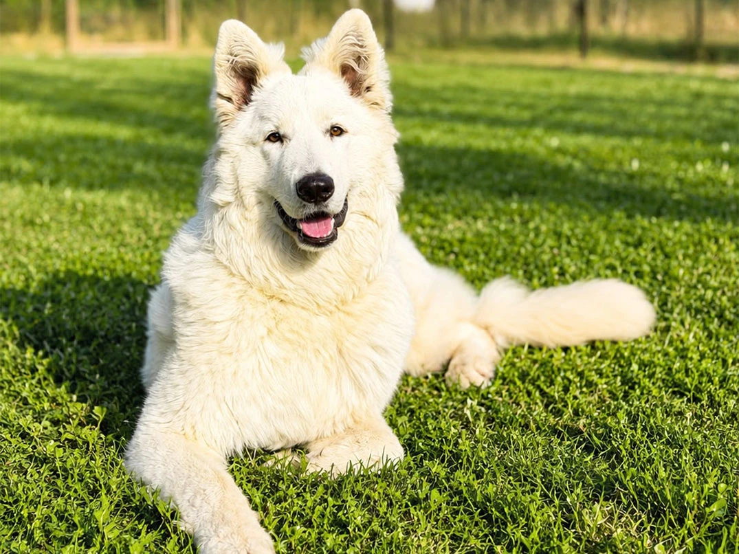 Elit Yavru Pet Otel Misafirimiz Ayaz