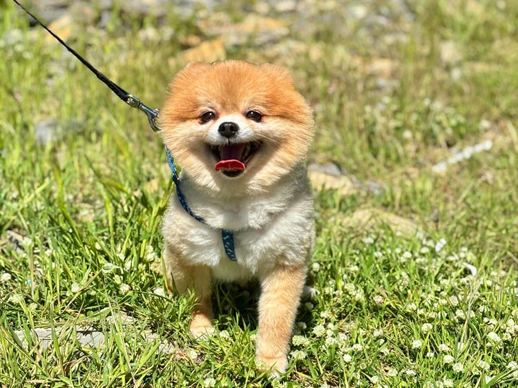 Misafirlerimizden Pomeranian Prens