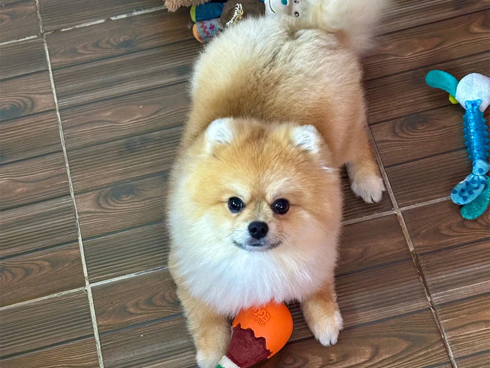 Pansiyonerlerimizden, Pomeranian Maris