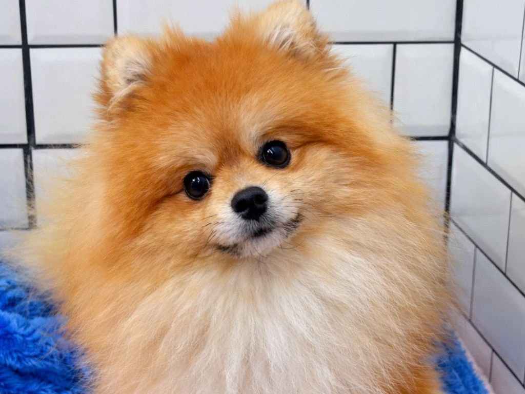 Pansiyonerlerimizden Pomeranian Maris