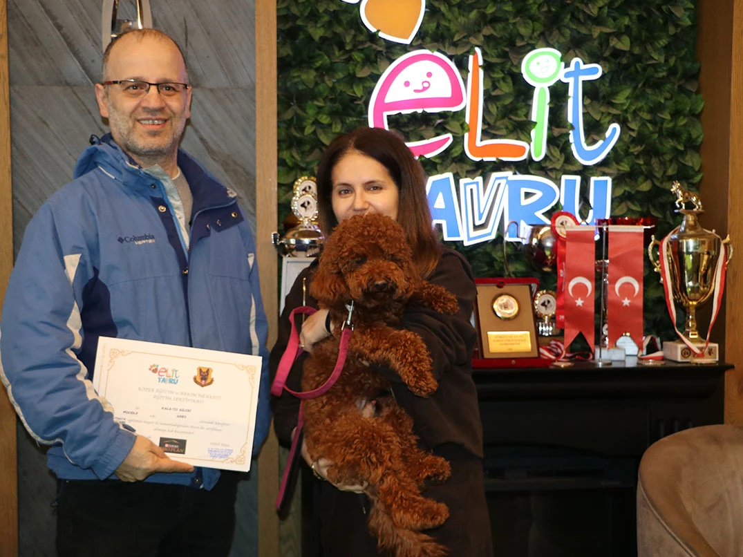 Poodle dostumuz Ares Sosyalizasyon ve Temel itaat eğitimini başarılı bir şekilde tamamladı