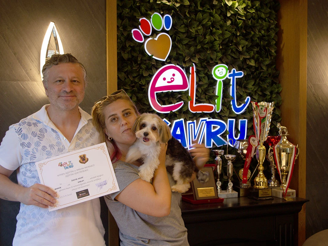 Morkie Shelby Temel İtaat Eğitimini Başarıyla Tamamladı