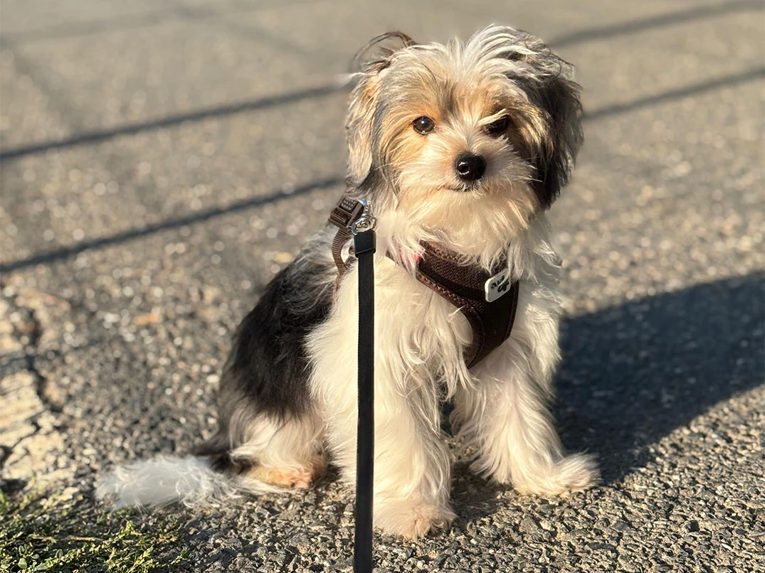 Çiko'nun Elit Yavru Pet Otel Anısı