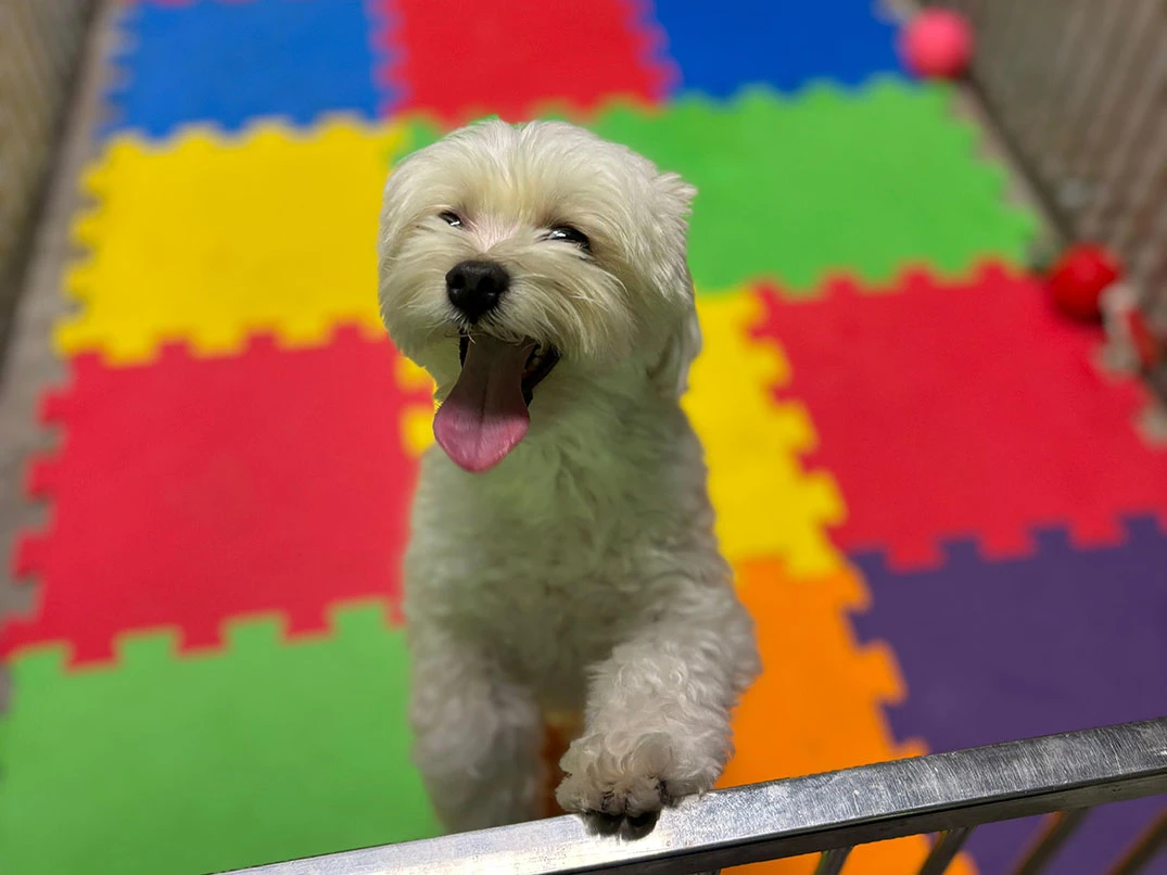 Daimi Müdavimlerimizden Morkie Toffee