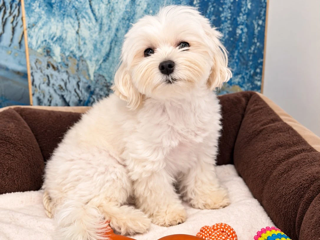 Koç Ailesi’nin Morkie’si Toffie Elit Yavru Pet Otel’de