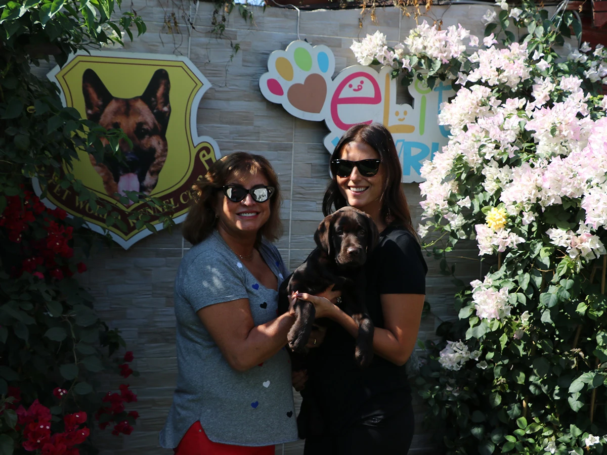 Kosif Ailesi Rehber Chocalate Labrador Yavrusuna Kavu tu Elit Yavru