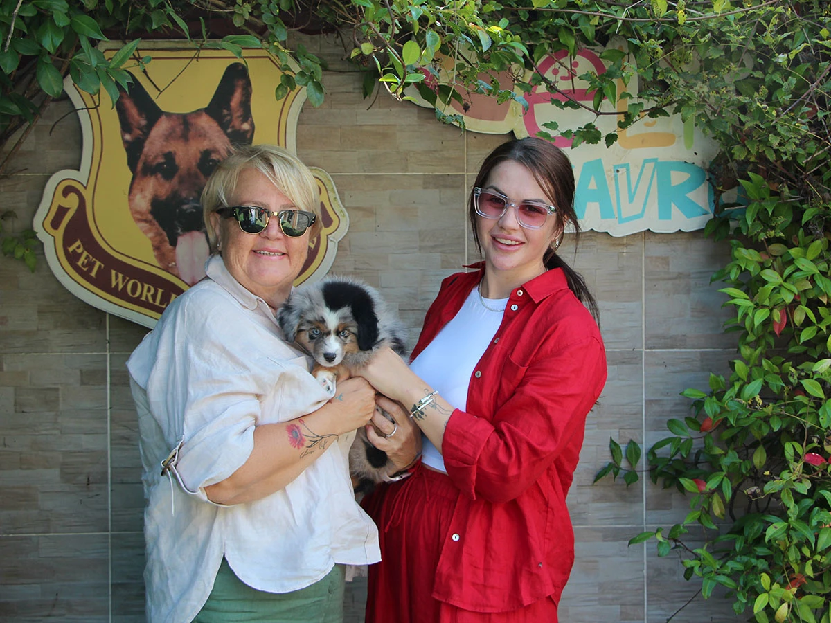 Ereren Ailesinin Yeni Can Dostu Miniature American Shepherd Yavrumuz Oldu!