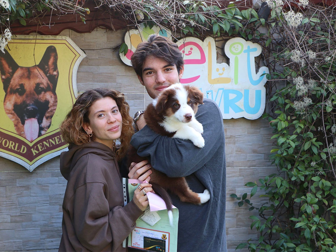 Mert Bey ve ailesi Miniature American Shepherd yavrularına kavuştular