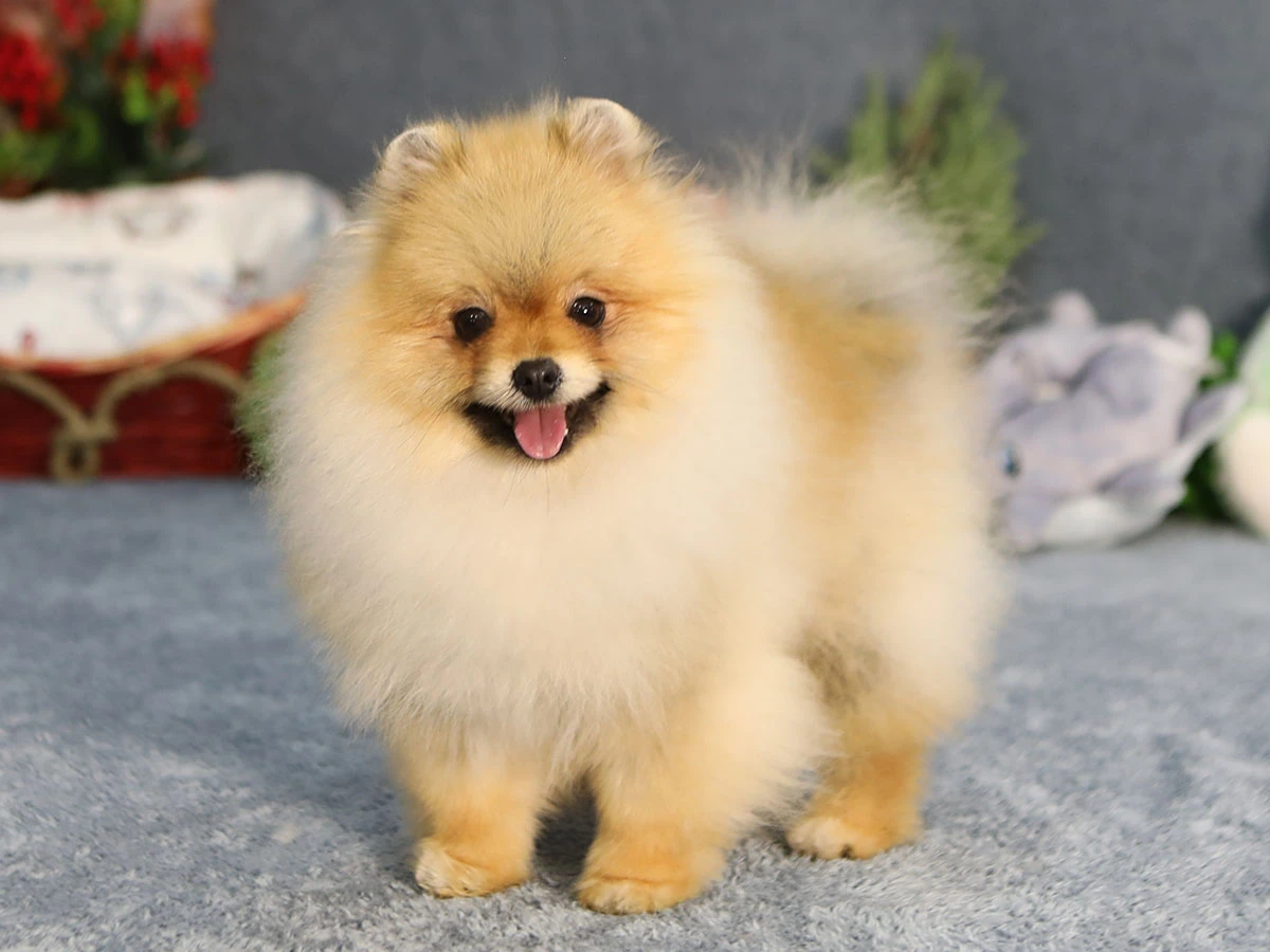 Pomeranian Sonya
