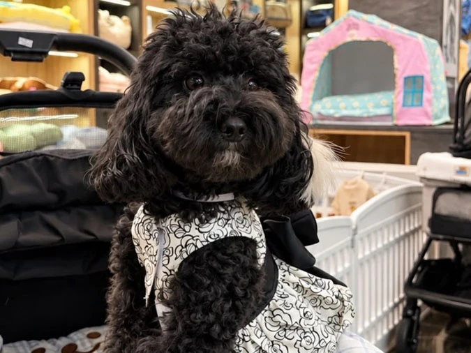 Poodle Zeytin’den Keyifli Bir Çekim
