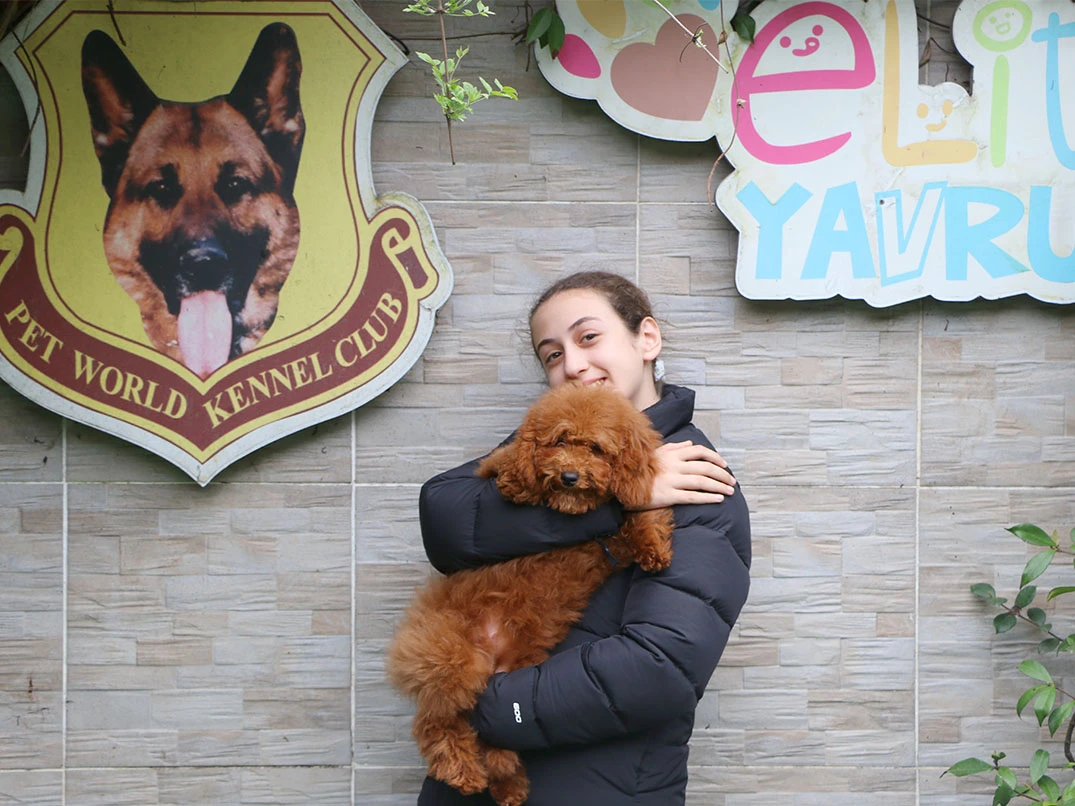 Sevgili Gür ailesi Poodle yavrularına kavuştular