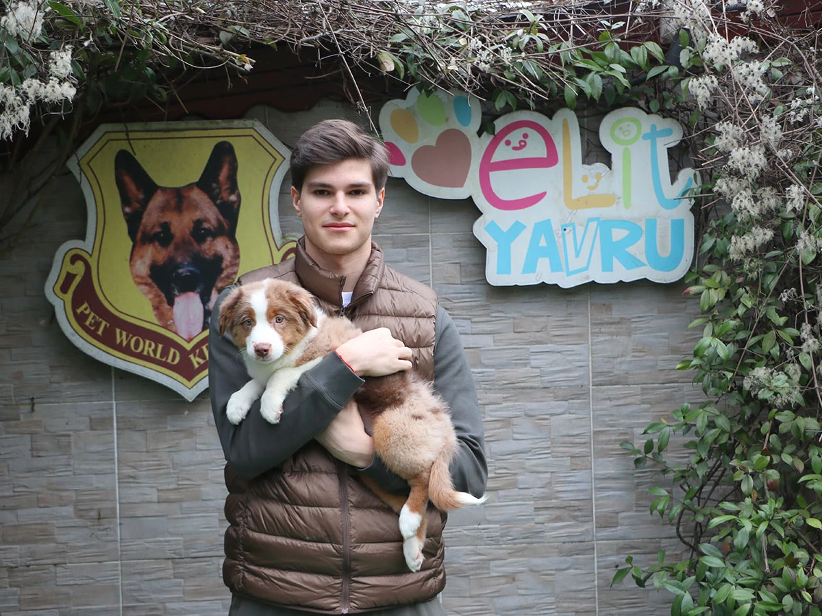 Levent Ailesi Miniature American Shepherd Yavrusuna Kavuştu