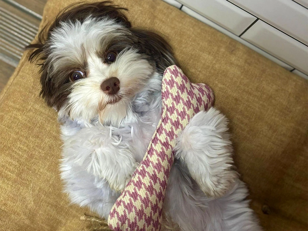 Pansiyonerlerimizden Morkie Oreo