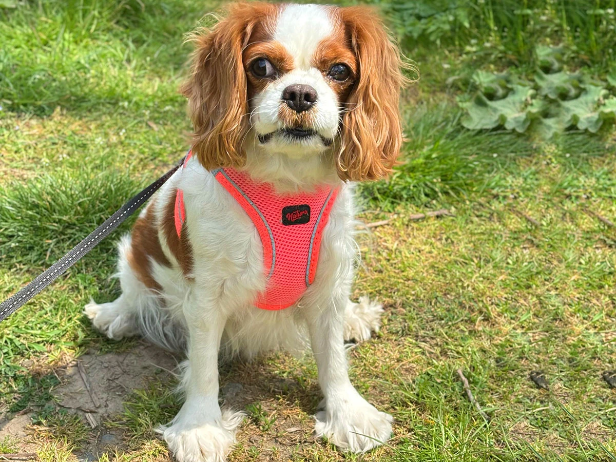 King Charles Snow Elit Yavru Pet Otel'de