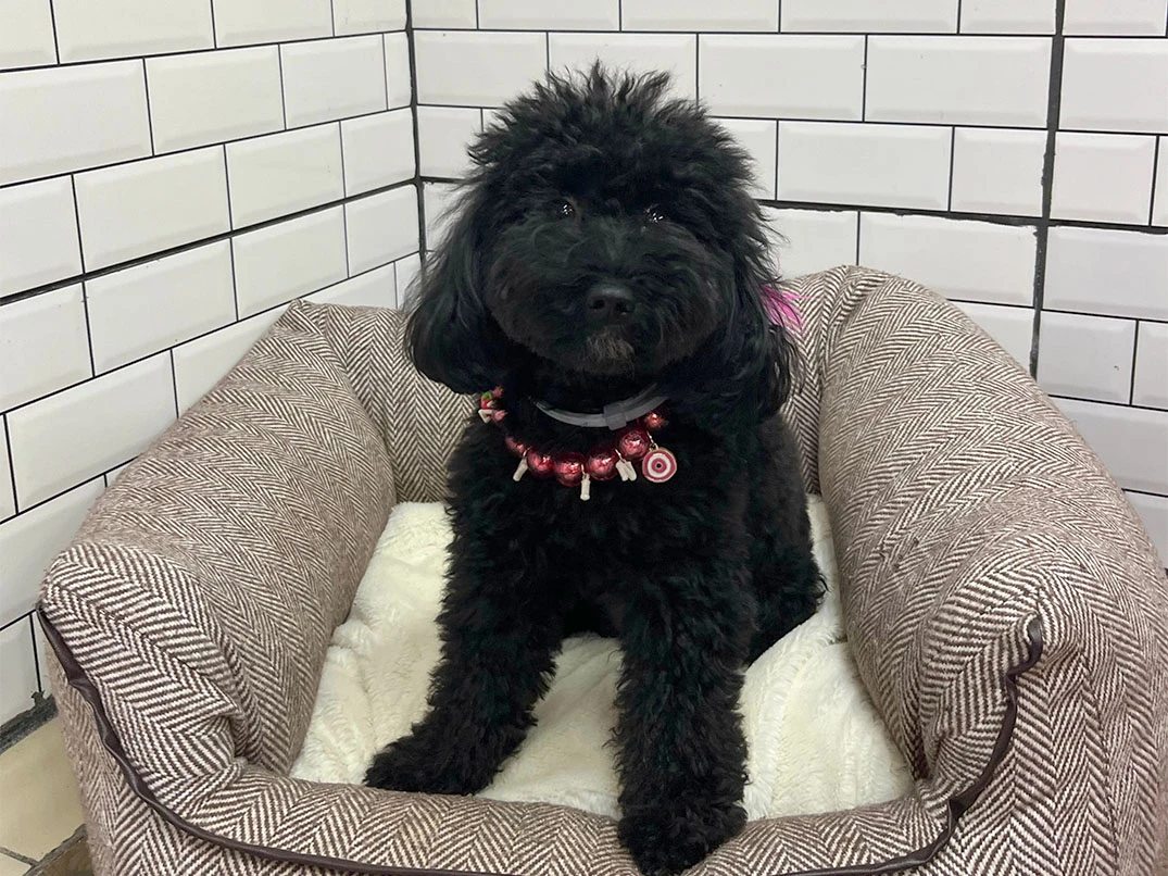 Pansiyonerlerimizden Poodle Zeytin