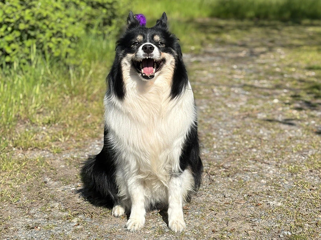 Sevgili Uydeş Ailesi’nin Border Collie dostu Daisy’yi Elit Yavru Pet Otelimizde ağırladık