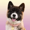 Akita