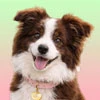BorderCollie