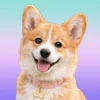 Corgi