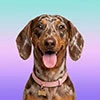 Dachshund