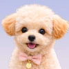 Maltipoo
