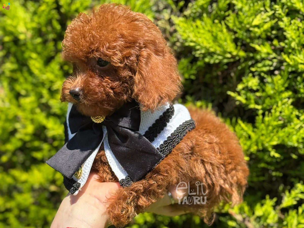 Poodle Elvis 3