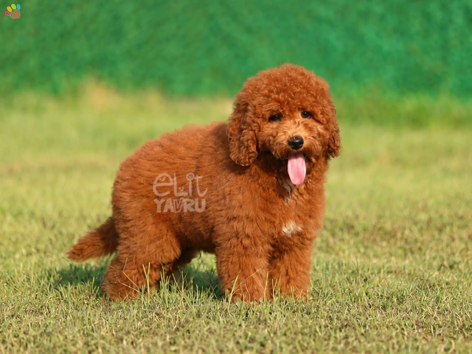 Labradoodle Cheeko 3