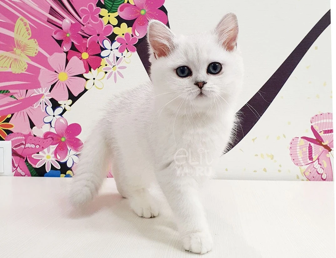 British Shorthair Mia