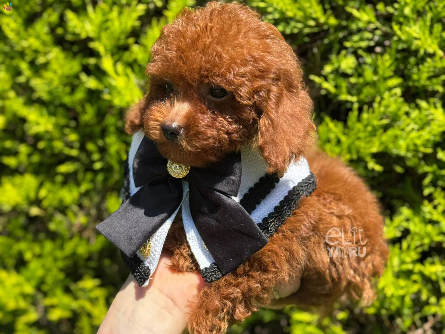 Poodle Elvis