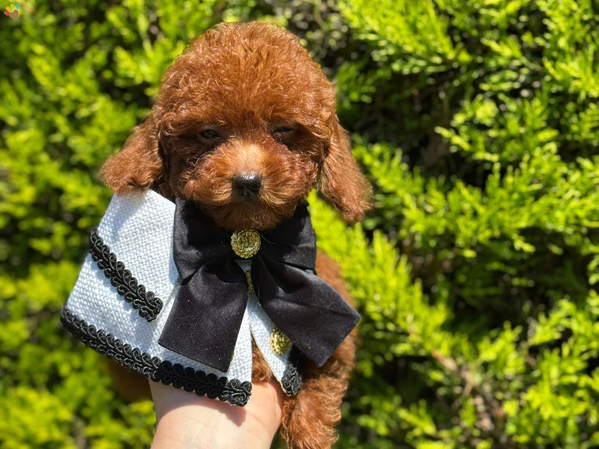 Poodle Elvis 1