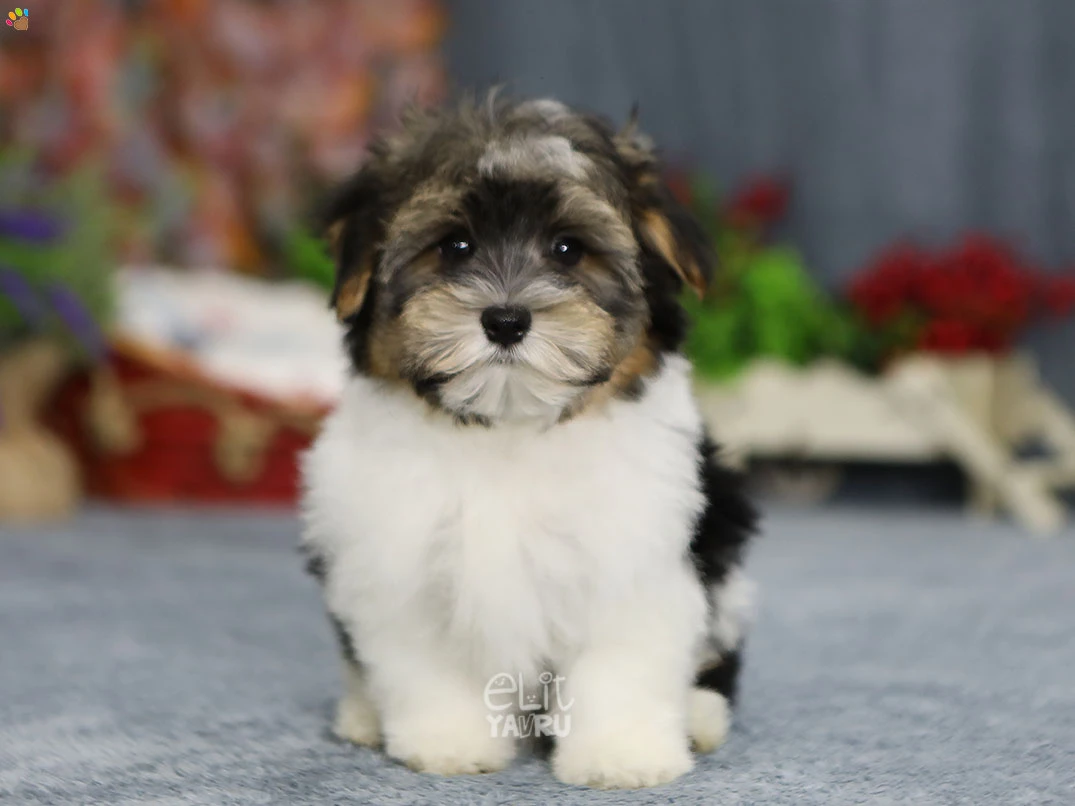 Morkie Marisol