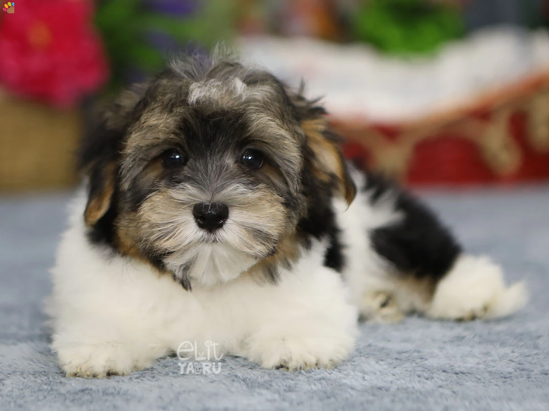 Morkie Marisol 1