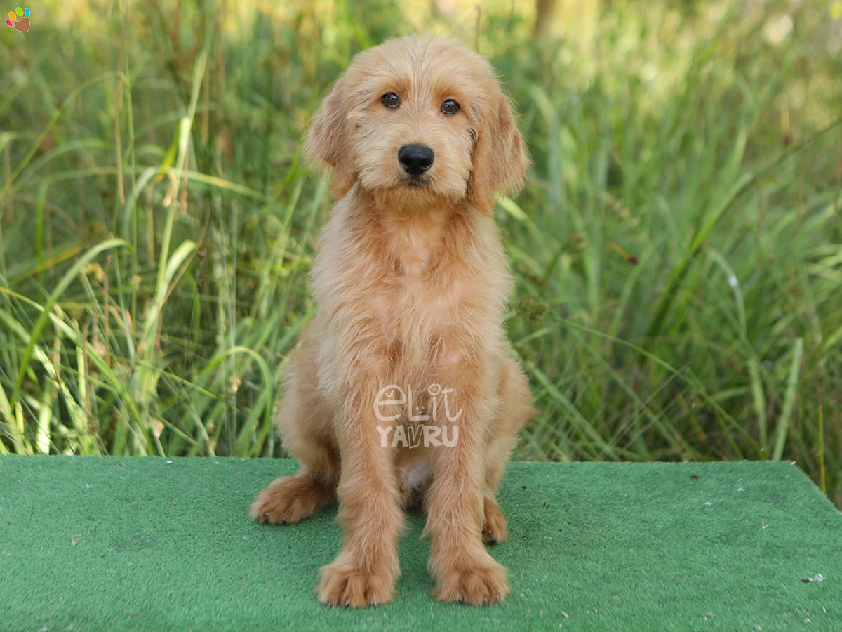 Labradoodle Echo 2