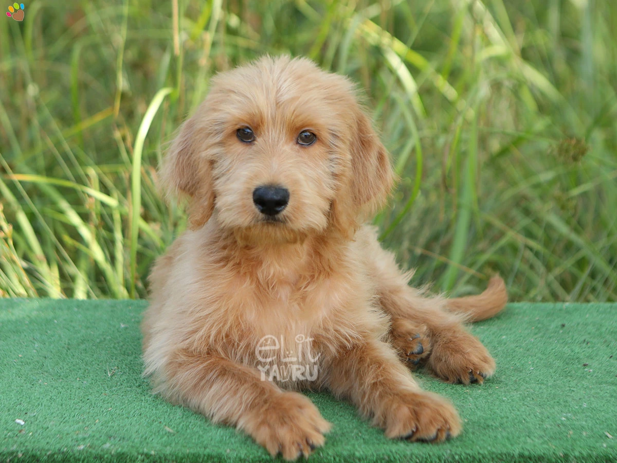 Labradoodle Echo