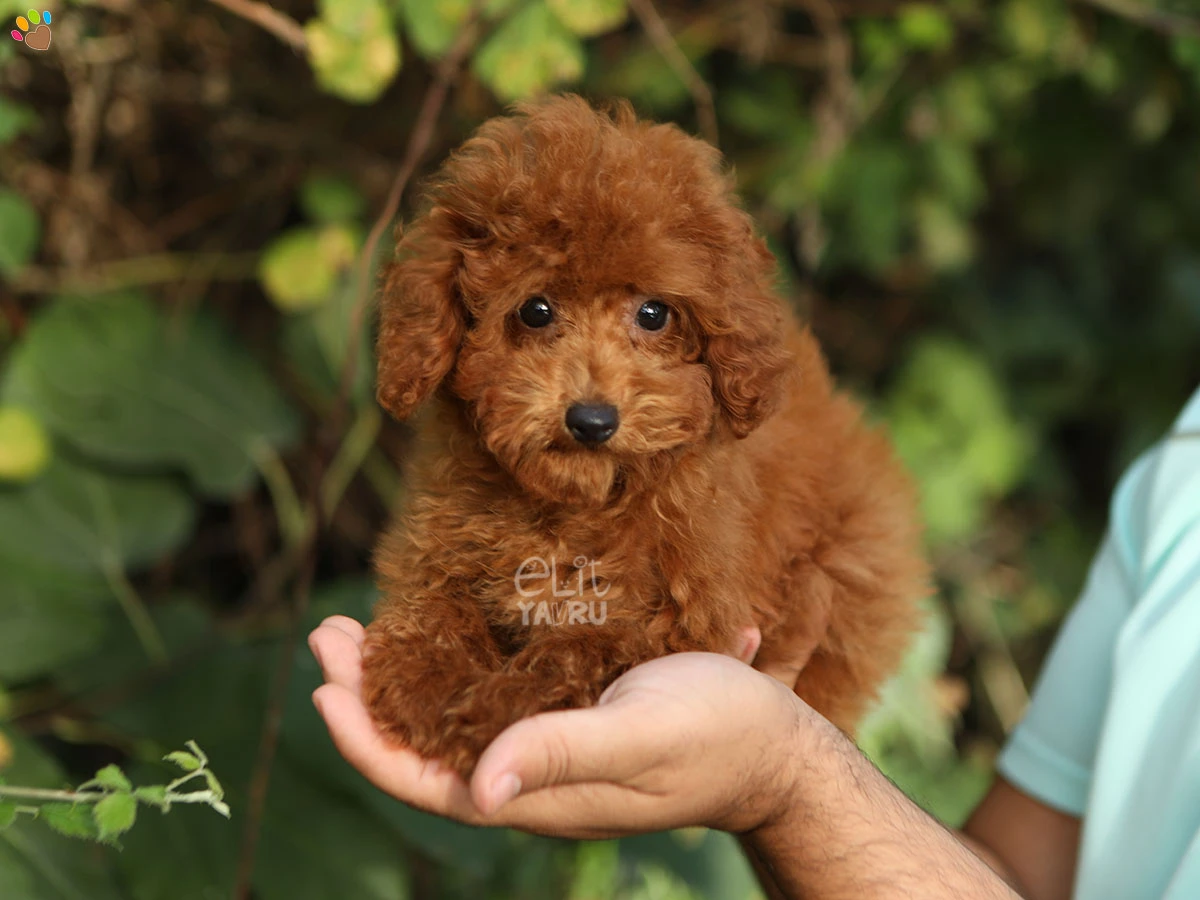 Poodle Vera