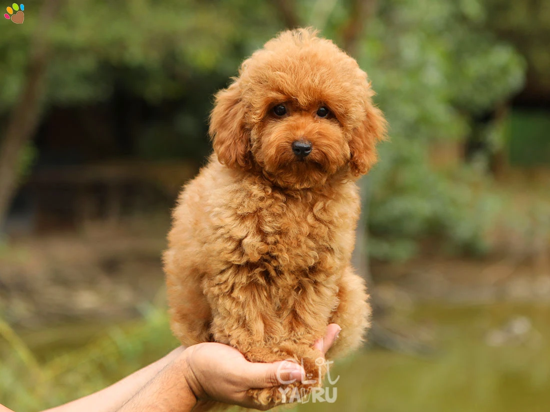 Poodle Paris