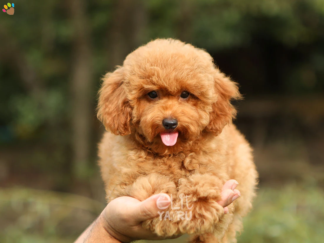 Poodle Paris 1