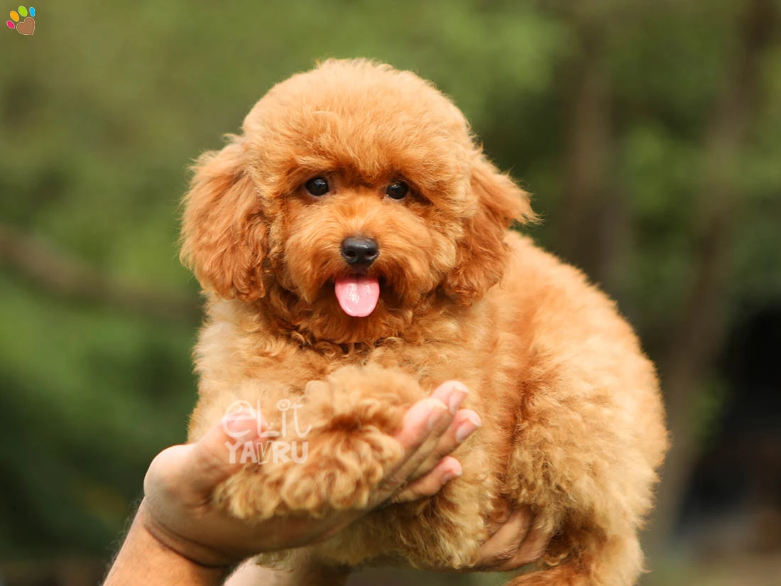 Poodle Paris 2