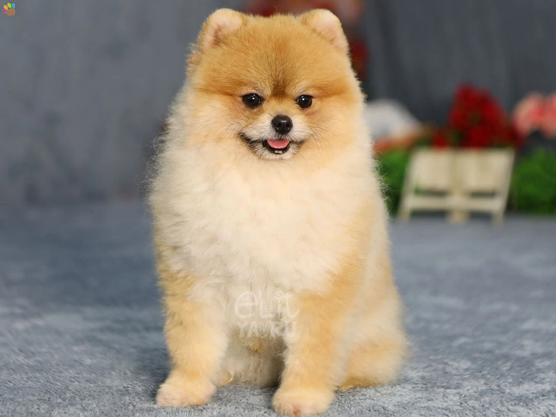 Pomeranian Vegas 6
