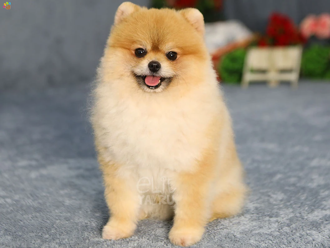 Pomeranian Vegas 3