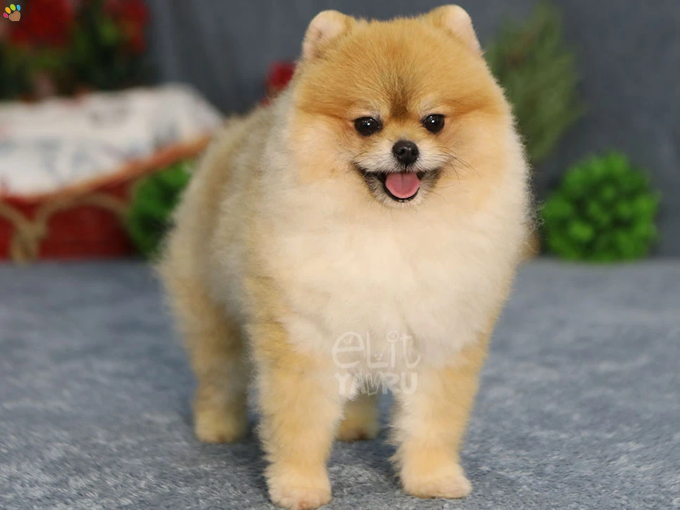 Pomeranian Vegas 4