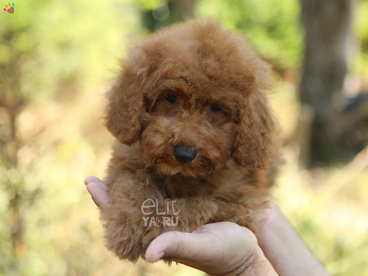 Poodle Floki 2