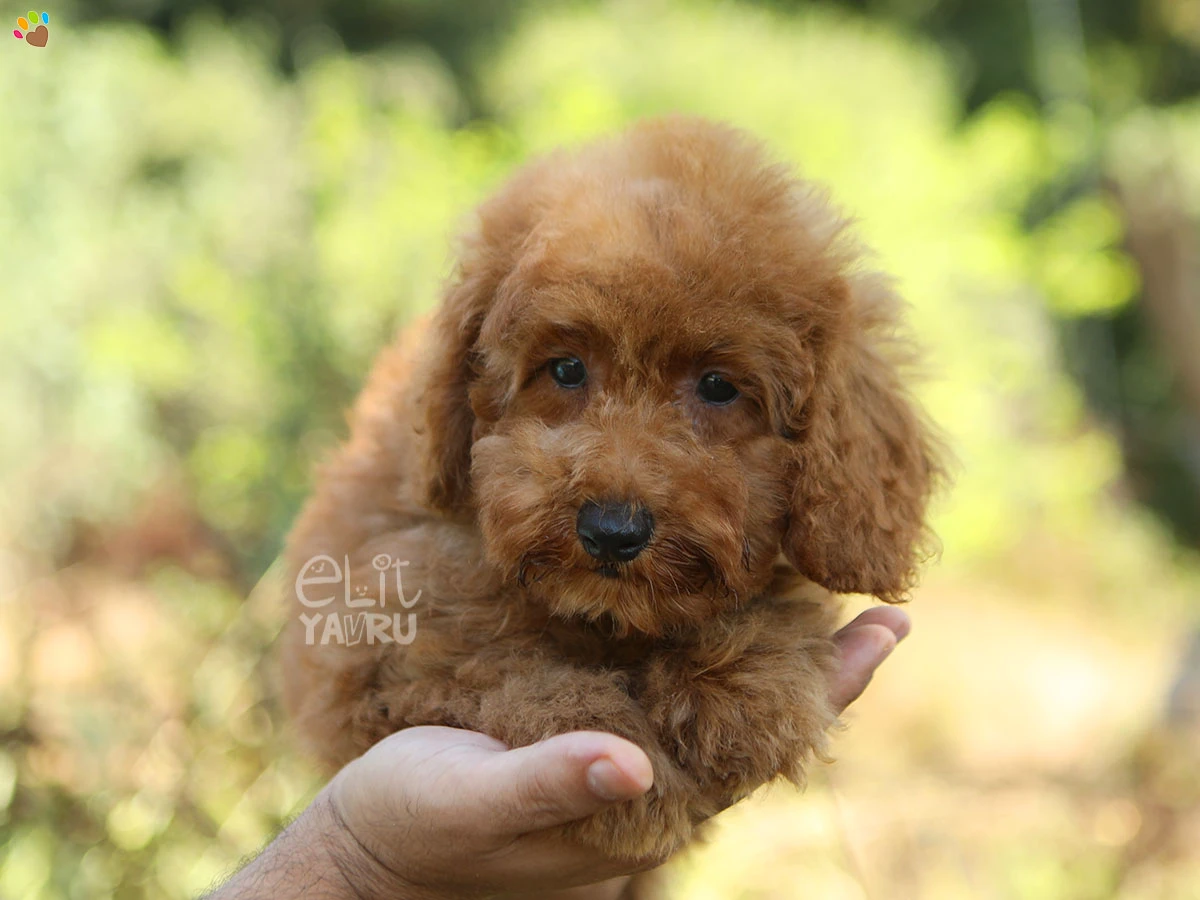 Poodle Floki 3