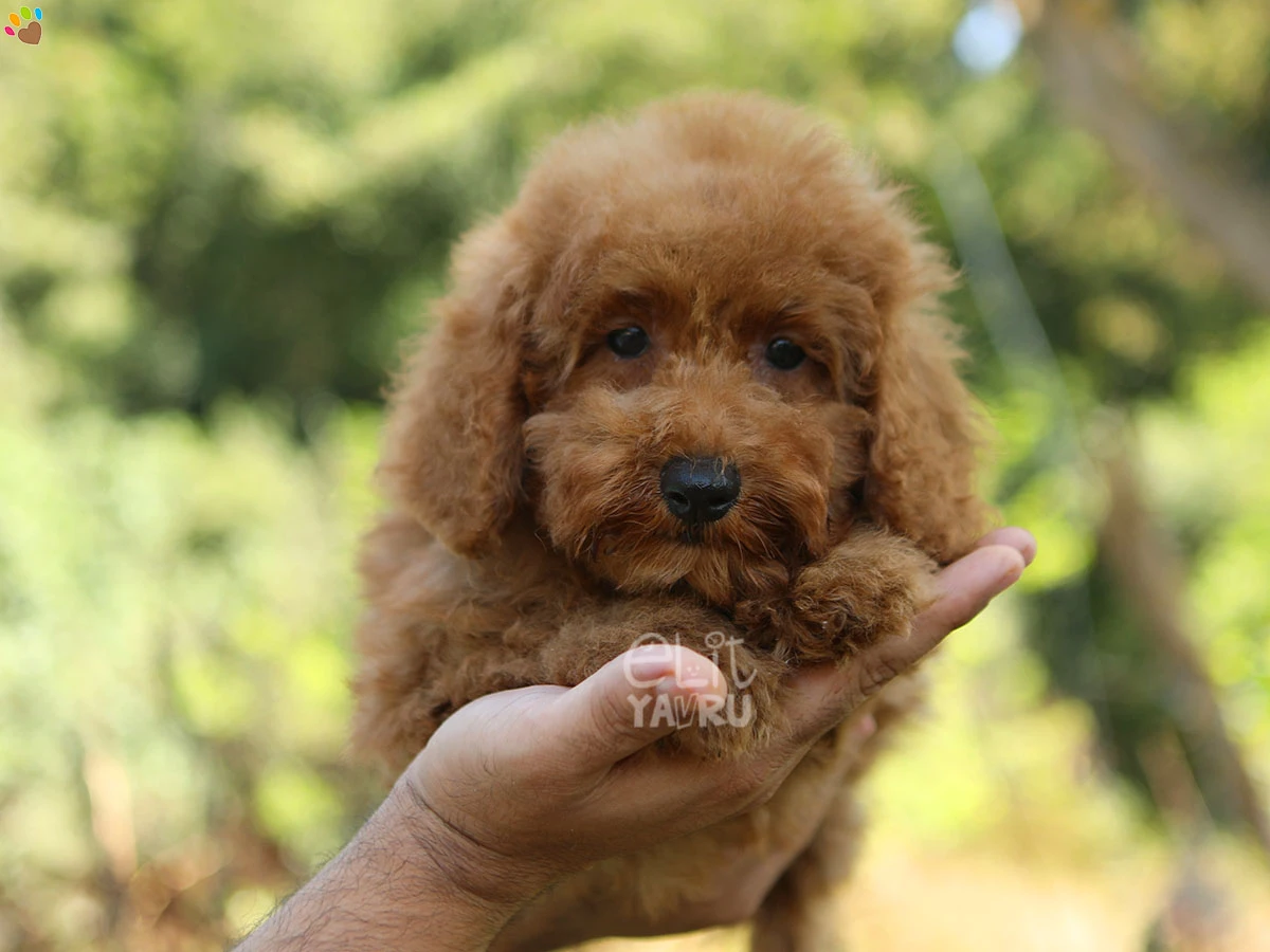 Poodle Floki