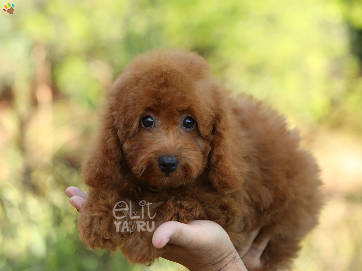 Poodle Toffee 2